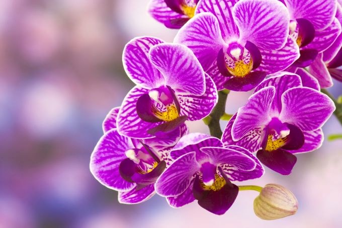 Kaip persodinti orchidejos vaiką?